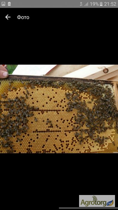 Фото 4. Бджолопакети