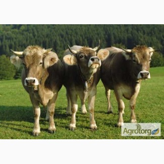 Ферма Наш Край купит телят и дойных коров на содержание