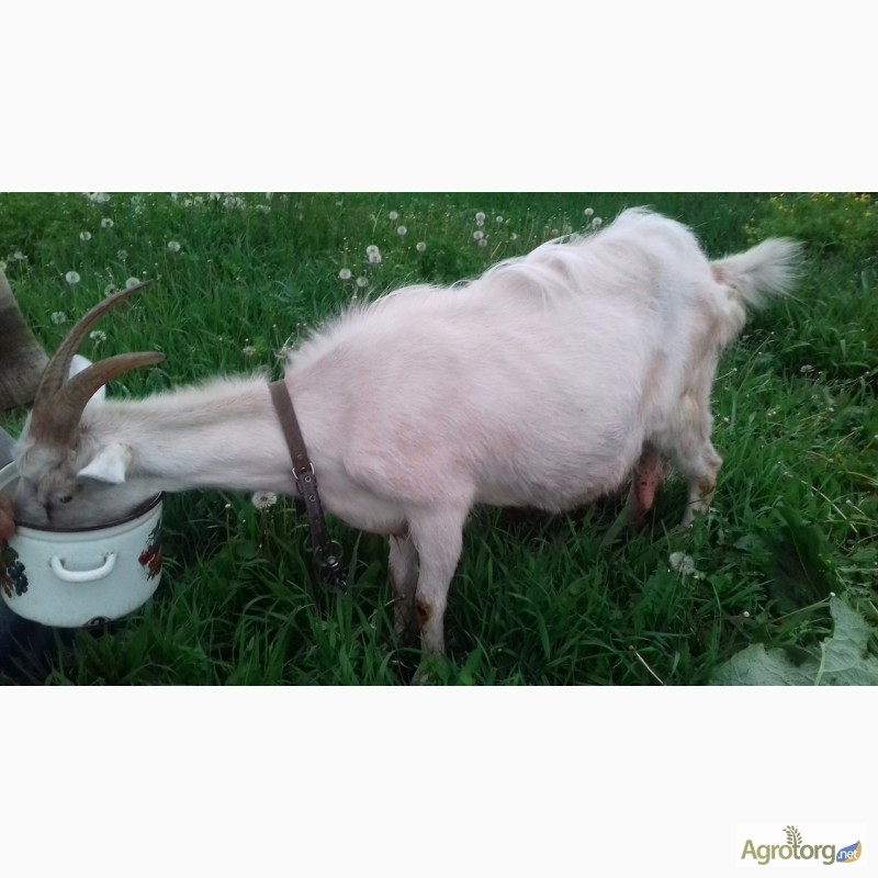 Фото 2. Продаю козу дойную в Днепродзержинске