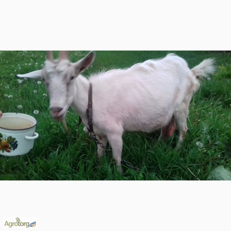 Фото 4. Продаю козу дойную в Днепродзержинске