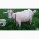 Продаю козу дойную в Днепродзержинске