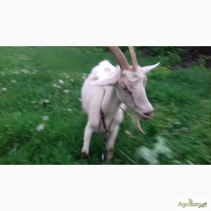 Фото 7. Продаю козу дойную в Днепродзержинске