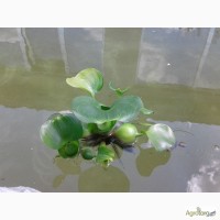 Эйхорния отличная, или водяной гиацинт (Eichhоrnia crаssipes)