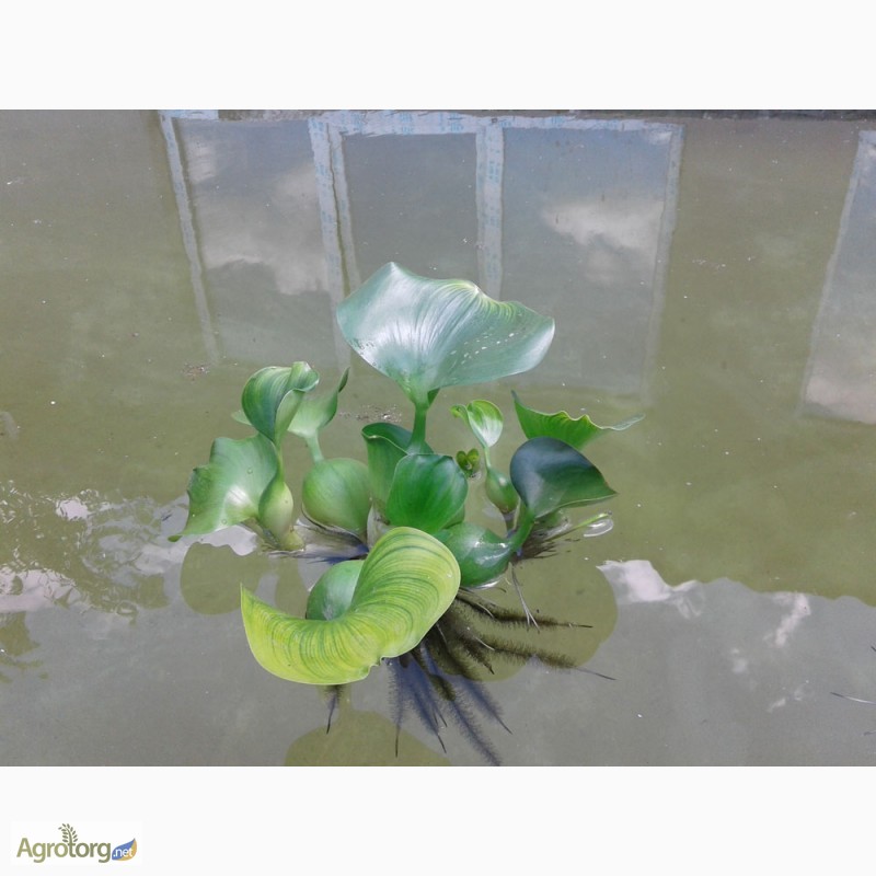 Фото 2. Эйхорния отличная, или водяной гиацинт (Eichhоrnia crаssipes)