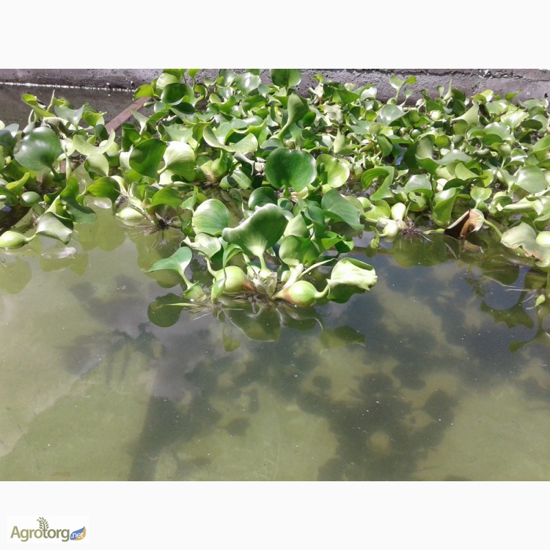 Фото 3. Эйхорния отличная, или водяной гиацинт (Eichhоrnia crаssipes)