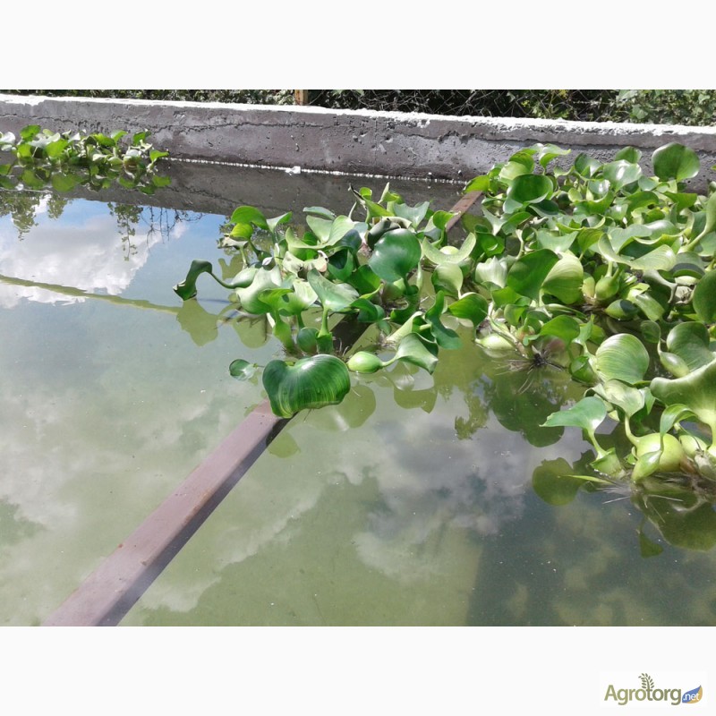 Фото 6. Эйхорния отличная, или водяной гиацинт (Eichhоrnia crаssipes)