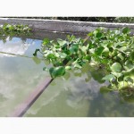 Эйхорния отличная, или водяной гиацинт (Eichhоrnia crаssipes)