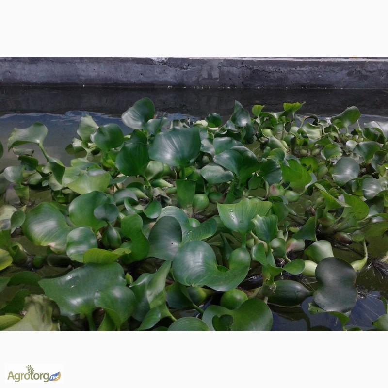 Фото 7. Эйхорния отличная, или водяной гиацинт (Eichhоrnia crаssipes)