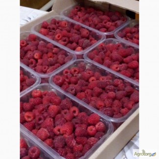Продам малину урожая 2017 года, г. Днепропетровск