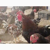 Продам курчат породи Лівенська Ситцева