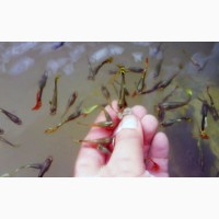 Рыбы и водные жители натуральные пробиотики
