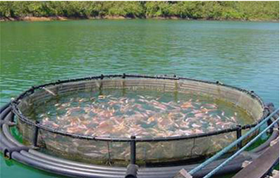 Фото 3. Рыбы и водные жители натуральные пробиотики