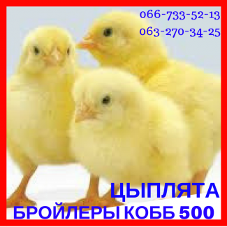Цыплята суточные бройлера КОББ 500