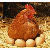 Купить яйцо для инкубации, яйцо Мастер Грей, Редбро, Испанка. Фокси Чик