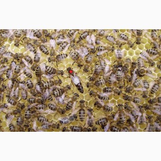 Пчеломатки карпатской породы из Закарпатья, Мукачево