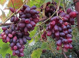 Фото 3. Продам стиглий виноград різних сортів Київ Опт, доставка, недорого