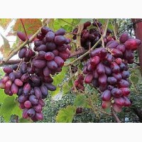 Продам стиглий виноград різних сортів Київ Опт, доставка, недорого