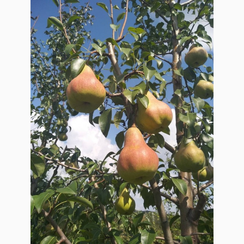 Фото 2. Продам грушу сорт ОСІНЬ БУКОВИНИ, урожай 2018 року