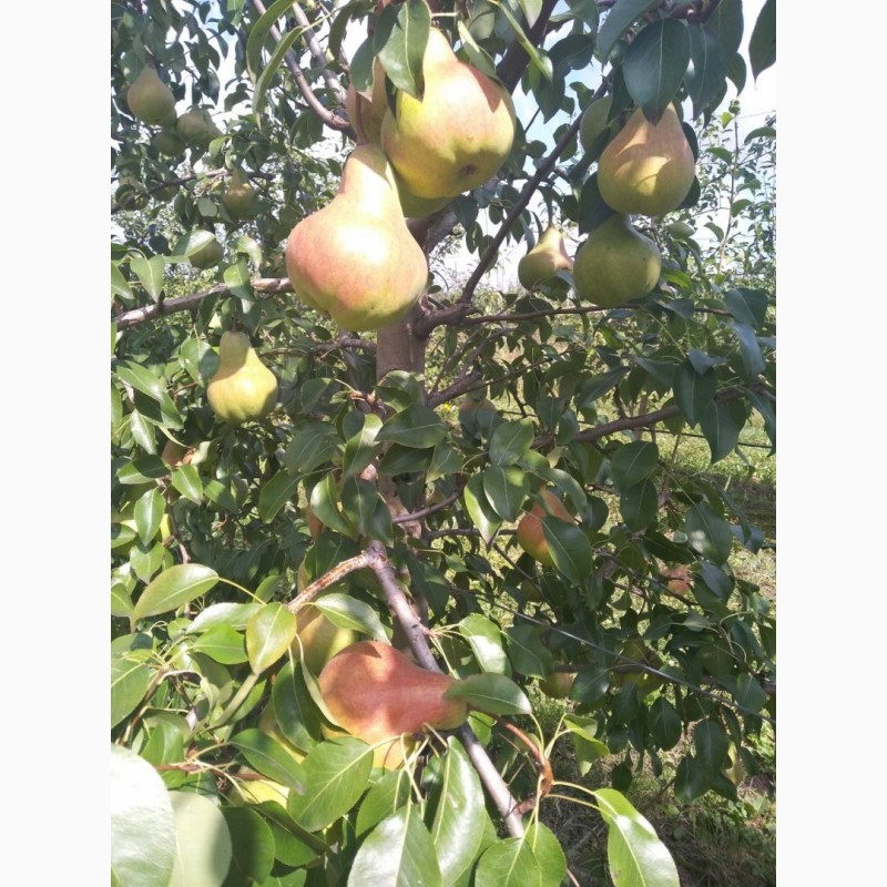 Фото 4. Продам грушу сорт ОСІНЬ БУКОВИНИ, урожай 2018 року