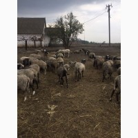 Продам овец породы романовка