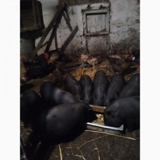 Продам поросят середньоазіатська веслобрюха свиня травоїдна вагою до 100кг