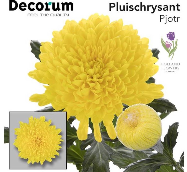 Фото 8. Chrysanthemum, Хризантема одноголовая, опт, Киев