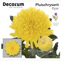 Chrysanthemum, Хризантема одноголовая, опт, Киев