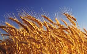 Фото 2. Предприятие закупает пшеницу по всей Украине