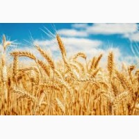 Предприятие закупает пшеницу по всей Украине