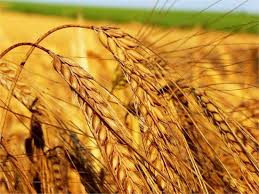 Фото 5. Предприятие закупает пшеницу по всей Украине