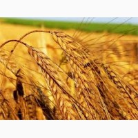 Предприятие закупает пшеницу по всей Украине