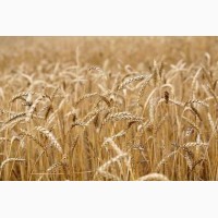 Куплю зернові. Жито. Пшениця. Кукурудза. Ячмінь. Овес. Жовтий горох
