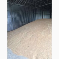 Продаем органическую озимую пшеницу