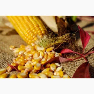 Акція на насіння кукурудзи! Гібриди Гран 220, Гран 310, Амарок, ВН 63, ВН 6763