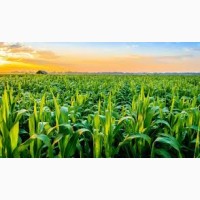 ЛЮБАВА 279 СВ ФАО 270 семена кукурузы