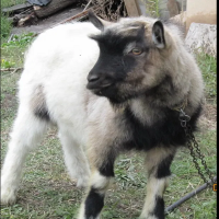 Продам племенных козлов альпийской породы