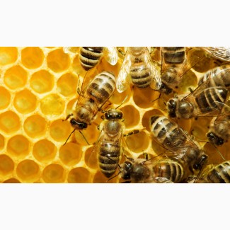 Продам бджолопакети бджолині сім#039;ї