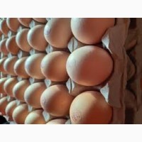 Яйца инкубационные бройлер Кобб 500 экспорт и Украина