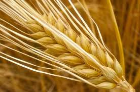 Закупаем зерно. Кукуруза фуражная нового урожая