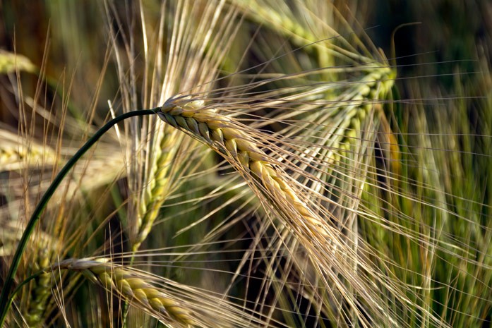 Фото 2. Закупаем зерно. Кукуруза фуражная нового урожая