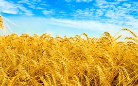 Фото 2. Купуємо оптом пшеницю, продовольчу та фуражну