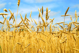 Фото 3. Купуємо оптом пшеницю, продовольчу та фуражну