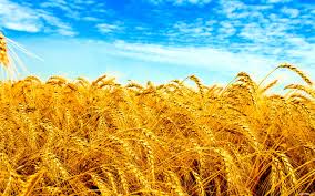Фото 5. Купуємо оптом пшеницю, продовольчу та фуражну