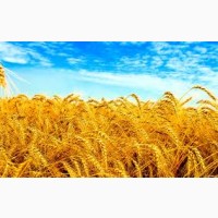 Купуємо оптом пшеницю, продовольчу та фуражну