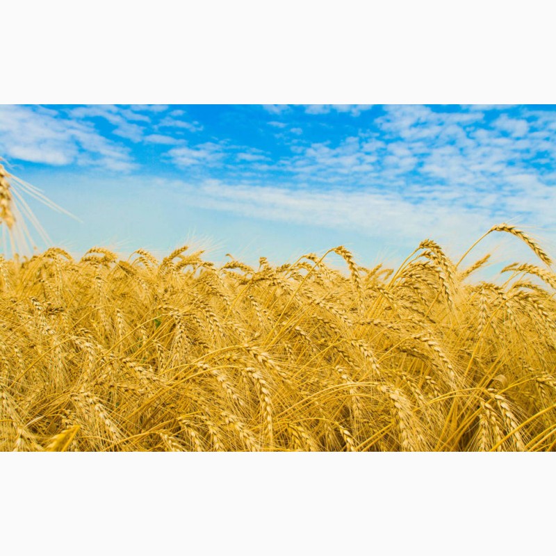 Фото 6. Купуємо оптом пшеницю, продовольчу та фуражну