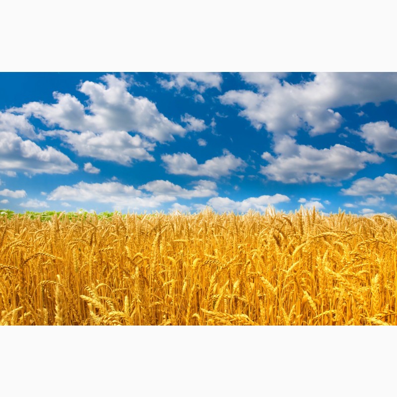 Фото 7. Купуємо оптом пшеницю, продовольчу та фуражну