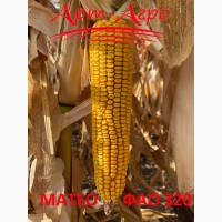 Насіння кукурудзи Матео ФАО 320
