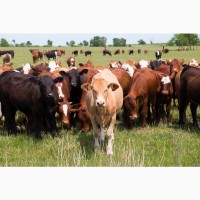 Ферма по продаже быков мясных пород живым весом