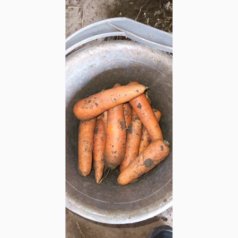 Фото 2. Продам морковку отличного качества сорт Абака