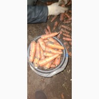 Продам морковку отличного качества сорт Абака